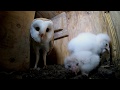 Barn owlets feeding