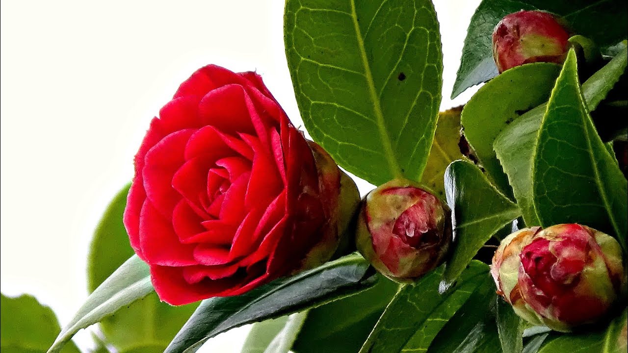 Цветы Камелия в парке Галицком. Camellia Краснодар. Камелии зацвели в парке Галицкого. Камелия краснодар