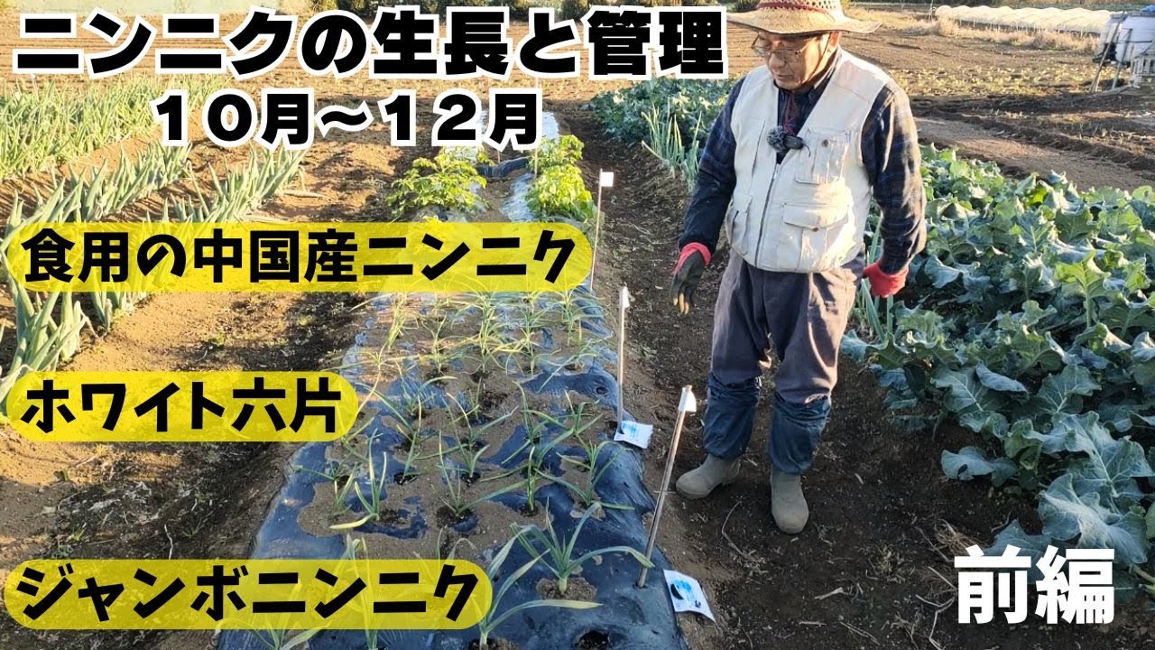 ３種類のニンニクの生長と管理【前編】１０月～１２月｜防寒対策　2025年10月26日　11月11日　11月25日　12月15日　12月30日