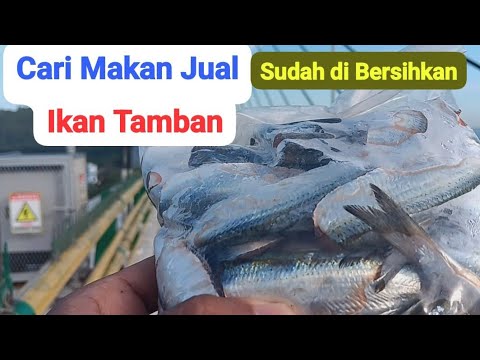 Harga Ikan Tamban
