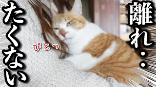 видео: Кот, который любит маму так сильно, что не может от нее отойти картинка: Кот, который любит маму так сильно, что не может от нее отойти