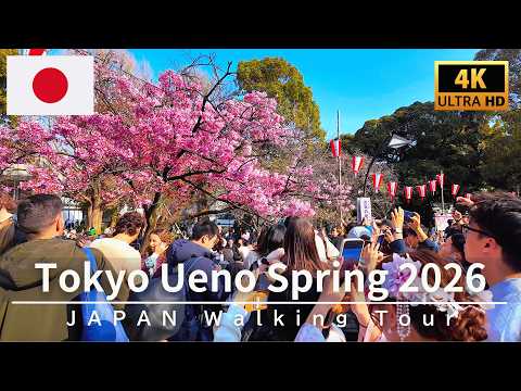 4K Japan Walk 🌸 Tokyo Ueno’s cherry blossoms are in full bloom | March 2026