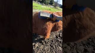 Enjoying himself #cow #feedshorts #grooming tips #ytshorts
