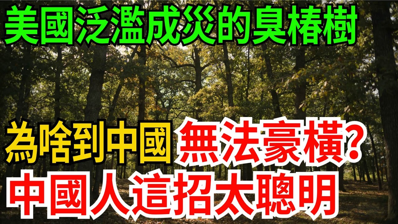 美國泛濫成災的臭椿樹，為啥到了中國無法豪橫呢？中國人這招太聰明【觀勢經緯】#科普#世界之最 #出類拔萃 #top10#臭椿 #生態入侵 #中美差異 #中國智慧 #科普短視頻