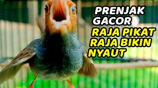 Pancingan efektif jadikan burung PRENJAK KEPALA MERAH NGAMUK dan EMOSI