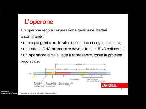 Video: Espressione Genica Ad Alte Prestazioni E Strumenti Knockout Utilizzando Il Sistema Di Trasposizione Della Bella Addormentata