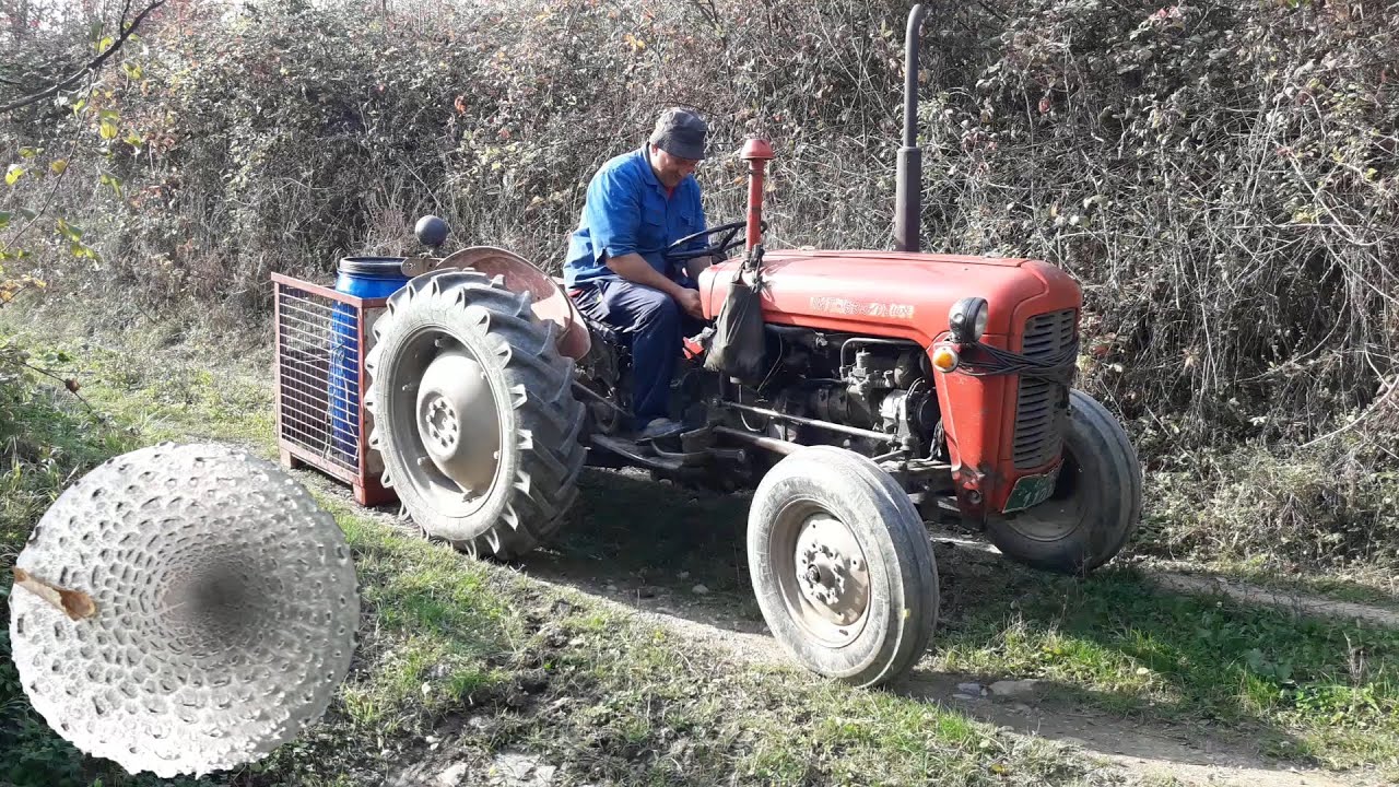 IMT 533, put do šume i branje gljiva! 28.10.2020. g.