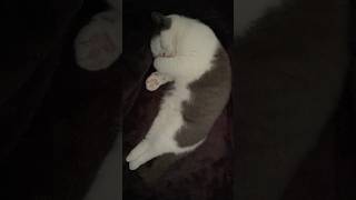 Sleepy Ruby Moments 😽 Sleepy Ruby Compilation 💤 #cat #babycat #animals #cute #sleepycat #ruby