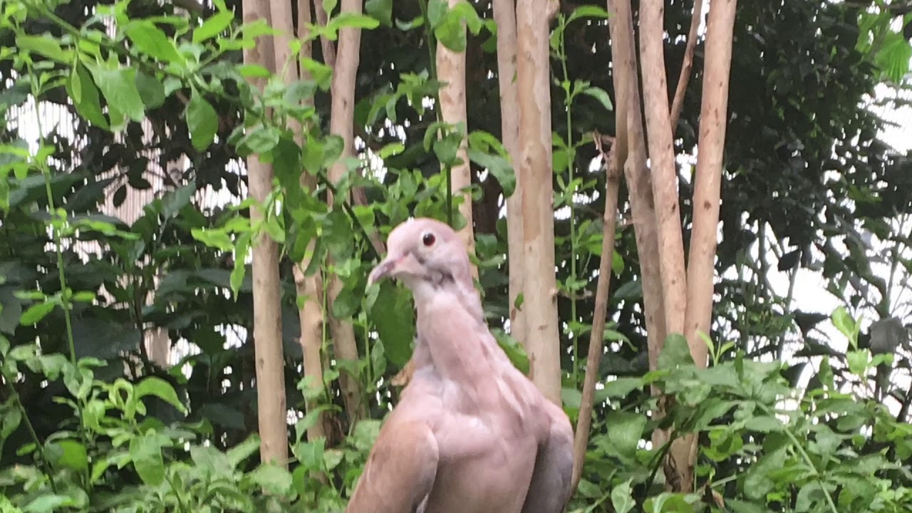 Butterflies & Aquatic Birds - Bronx Zoo