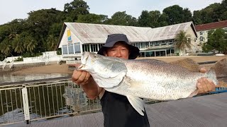 Changi Boardwalk, friend landed monster sea-bass