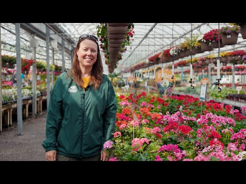Vidéo: Bacopa Trailing Annual - Comment prendre soin des plantes de Bacopa