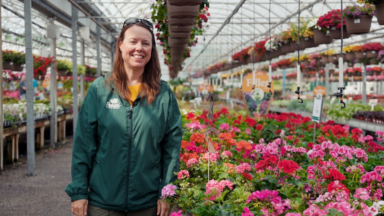 PETITTI Geranium Spotlight | Grow This Annual for Pollinators, Cut Flowers, and Deer Resistance