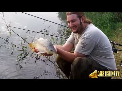 Video: La carpa a specchio è amata da pescatori e mangiatori