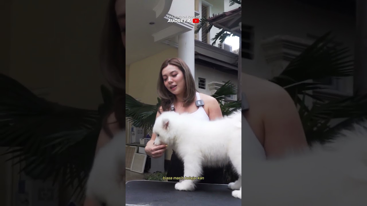 CEWE CANTI INI MENCARI B1J1 SAMOYED?? #AudreyA #KINGOFTHEJUNGLE