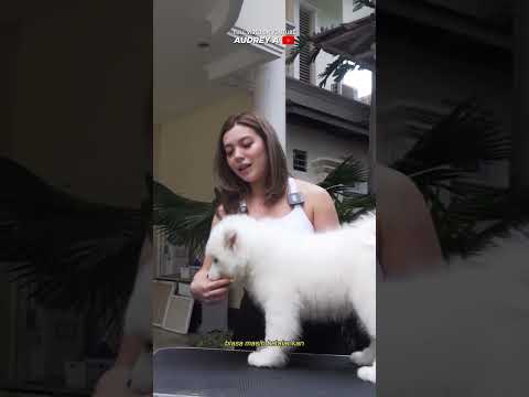 CEWE CANTI INI MENCARI B1J1 SAMOYED?? #AudreyA #KINGOFTHEJUNGLE