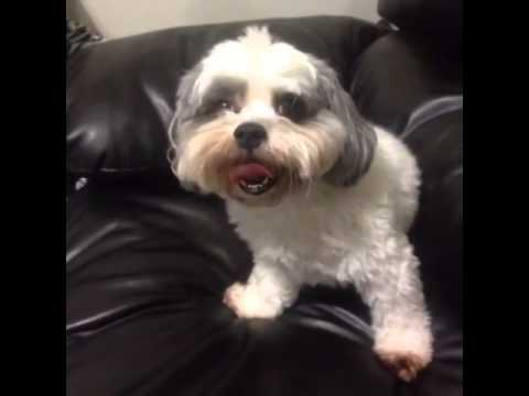 can dogs eat pop tarts