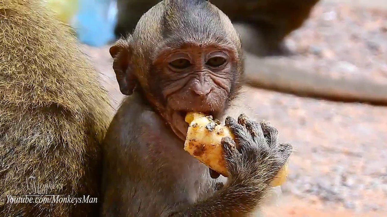 Sweat Pea Very Famous Baby Monkey, Daily Monkeys Man #903 - YouTube