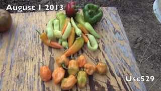 August Harvest 2013