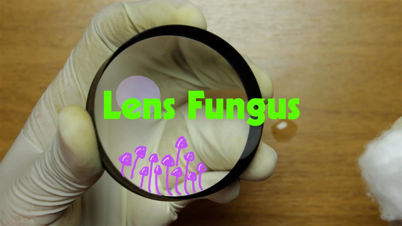 Cleaning Lens Fungus Nikon 180mm Ai YouTube