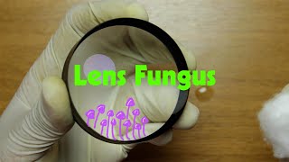 Cleaning Lens Fungus - Nikon 180mm Ai