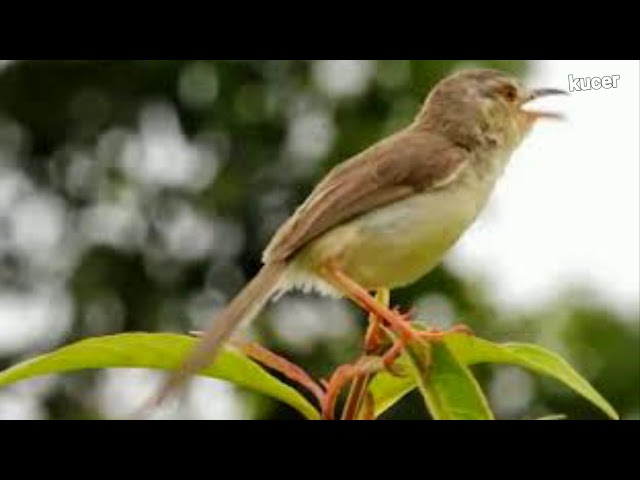 Suara alam ninin eurih/ciblek gunung class=