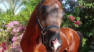 Beautiful horse and horses #wildanimals #arabianhorse #horselover