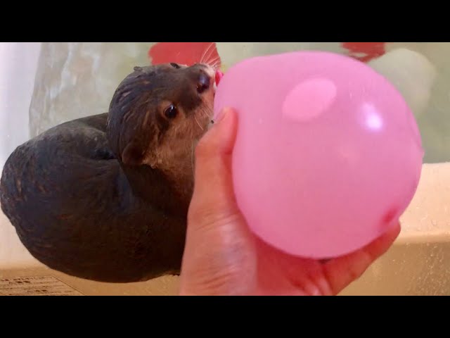 カワウソさくら カラフル水風船を投入するもインスタ映えない Otter and colorful water balloon