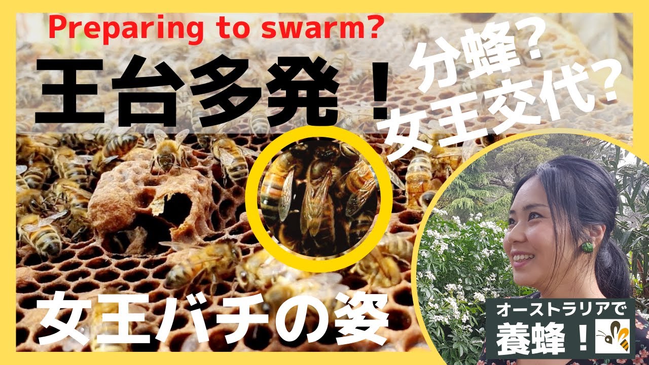 西洋ミツバチ】王台多発！女王バチ交代か？分蜂前の兆候
