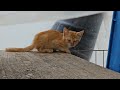 母猫が呼びに来て、、畳の紐に絡んでいた子猫を救助🐱small stray cat rescue♯kitten tangled in string