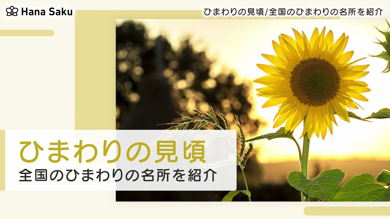 ひまわりの見頃時期は 全国各地のひまわりの名所も紹介 Hanasaku
