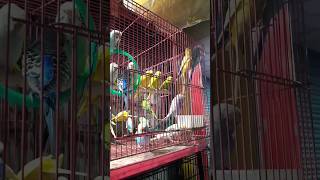 Budgie pakhir awaz❤❤Orginal sounds birds video shortvideo