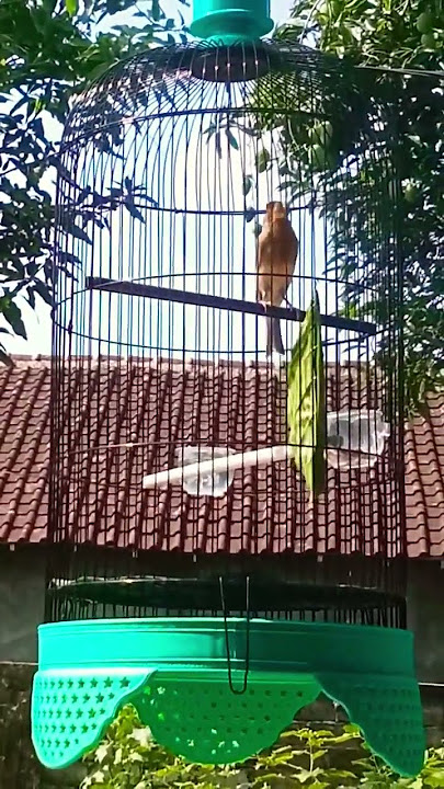 KENARI GACOR ISIAN PIJANTUNG,NGEPLONG DOORR...!!!