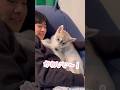 弟に惚れてる赤ちゃんハスキー #シベリアンハスキー #ハスキー #ハスキー犬