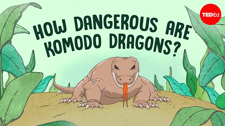 Can you survive a Komodo dragon bite? - Achmad Ariefiandy