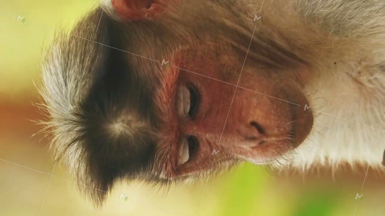 Goa, India. Bonnet Macaque - Macaca Radiata Or Zati. Close Up Portrait. Monkey Eats Leaves