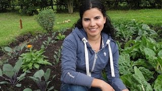 My organic vegetable garden + some tips for growing your own food!