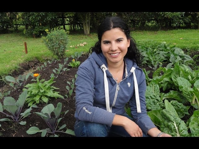 My organic vegetable garden + some tips for growing your own food! class=