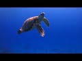 Protect California Seamounts