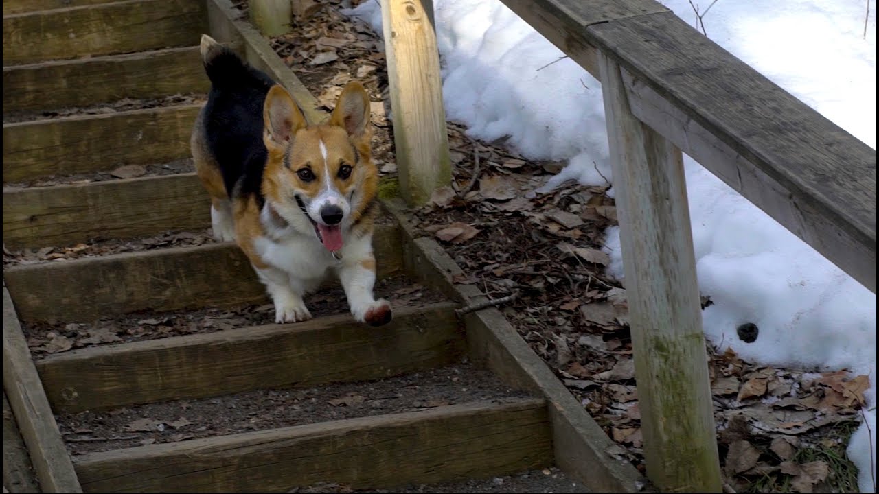 Willie the Corgi Adventures the Kennedy Trail then Kinsmen Beach (March2021)