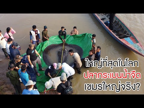 กระเบนน้ำจืดที่จับได้ในเขมร 'ใหญ่ที่สุดในโลก' เอาชนะปลาบึกแชมป์เก่าของไทย