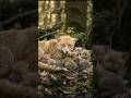 The Unbelievable Sacrifice of a Mother Fox Nursing 11 Starving Cubs 🦊💖#usa #viral #shorts