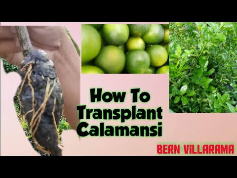 Video: Lemon Tree Transplanting: Kailan Ko Dapat Maglipat ng Lemon Tree