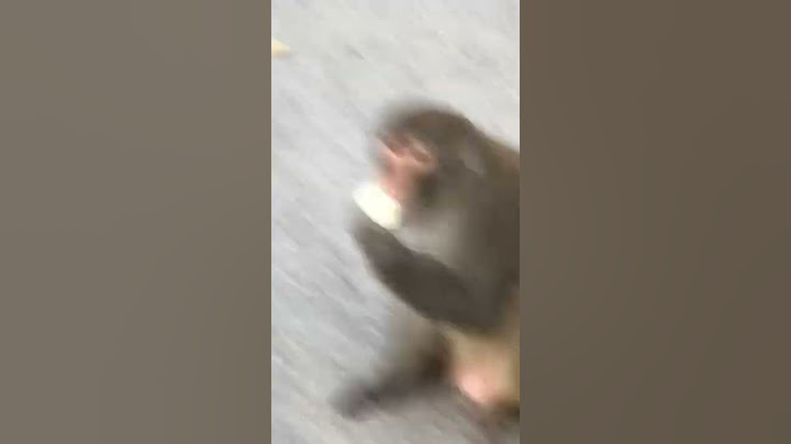 Monkey 10
