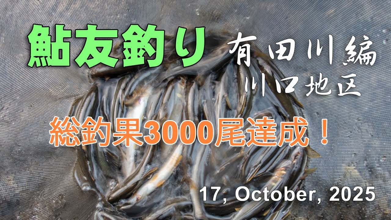 鮎友釣り・有田川編  17, October, 2025