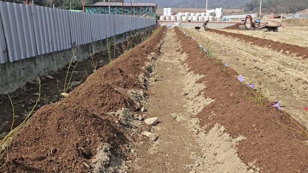 블루베리 이루와 노지 3농장 블루레이디 700평 식재중이며 공유 영상 올려 봅니다.