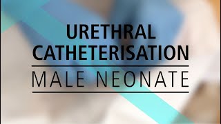 Urethral Catheterisation  - Male Neonate