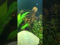 Adding a few Scarlett Badis to the community tank. #aquarium #fishtank #fish #aquascape