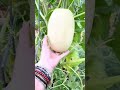 Here in the south we have a bug worse than the squash vine borer in the #garden… the #pickleworm.