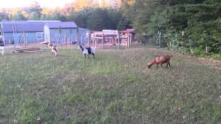 A new Pasture for the goats