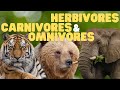 Herbivores carnivores and omnivores for kids  learn which animals eat plants meat or both
